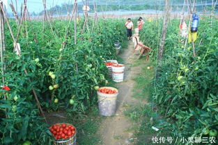 原生态蔬菜的特点