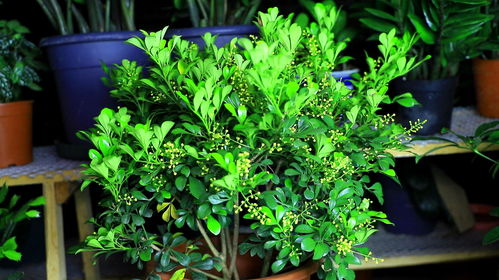 个人暴论：选对品种比会养梗重要！