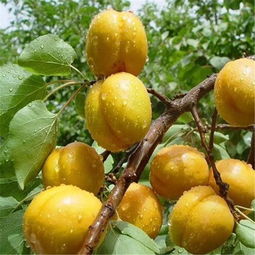 北方杏树春季和秋季种植时间分别是什么时候