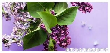 结香花寓意吉祥，风水上可招财纳福