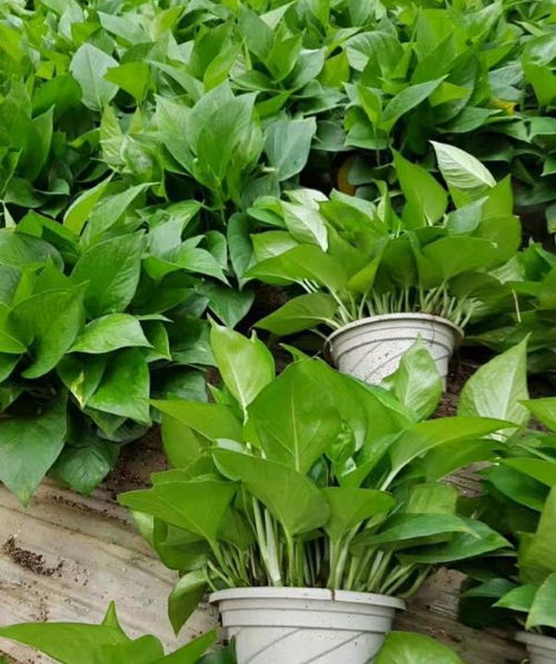 绿萝如何攀爬棕柱的小秘密