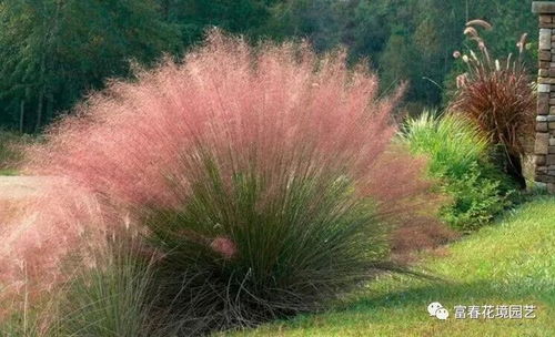 粉黛乱子草种植时如何避免病虫害，并确保其景观效果最佳