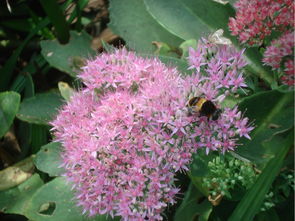 品种推荐，搭配绝配