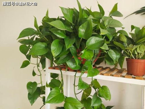 我也去答题叶子掉了之后不会再从原来的位置上长出， 单是只要养护得当，会从顶上面长出小叶芽