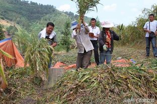 黑土地的神奇：一两黑土二两油！