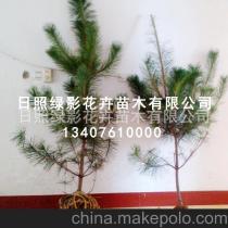 购买黑松苗木，要注意什么？