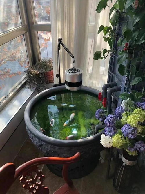 睡莲，冬天的温暖小窝