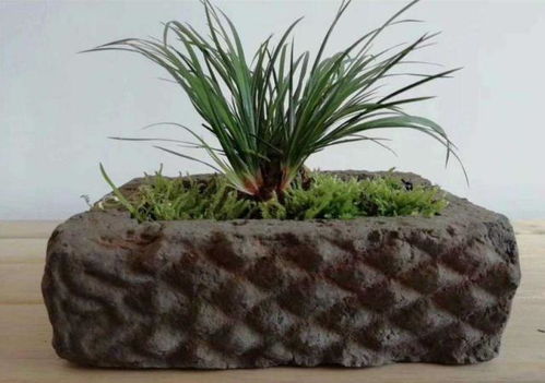 菖蒲的文化传播， 守护家园的灵物