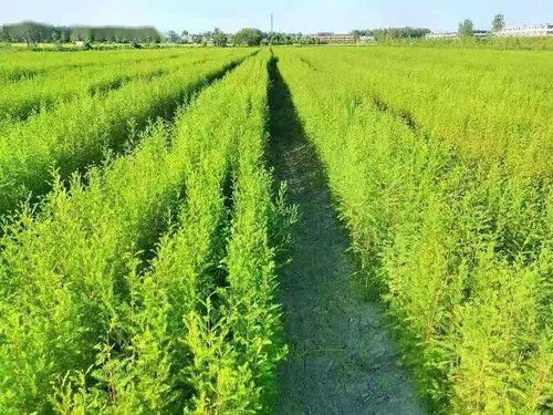 山茶油苗圃繁育指南：湖北茶树基地联系方式揭秘！