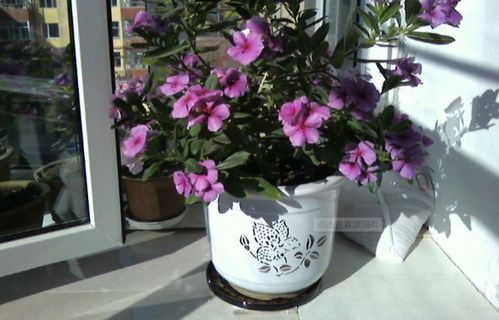 应急调酸包：48小时急救方案