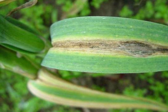 大蒜叶子生虫怎么治？