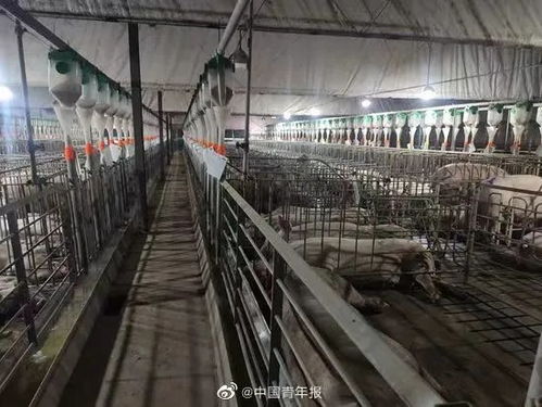 梅雨季养猪场湿度控制：科学通风