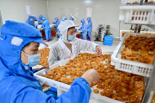 华阴市杏鲍菇生产技术革新，开启我国食用菌产业先河