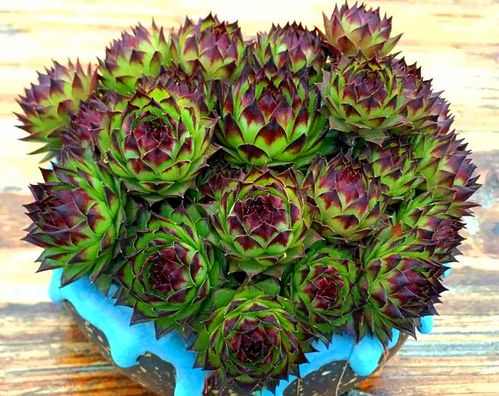 紫牡丹多肉和观音莲如何区分？