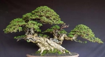 钟乳石盆景的魅力展现