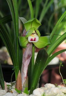 夏季控水、 秋季保湿、冬季春化：兰花的四季呵护