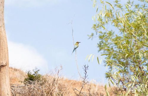 桃花心木的生长习性