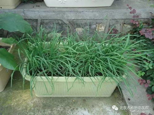 千鸟花：柳叶形态，粉色花瓣，花开不断