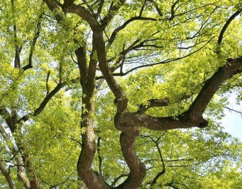 香樟树树干缠草绳的神奇作用