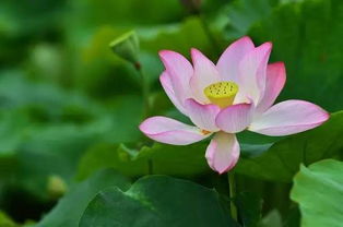 澳门市花是莲花，你知道它为何被选为市花吗