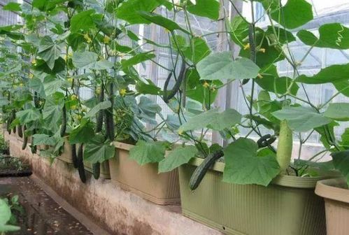 泡水催芽， 细节是关键