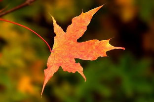 枫叶的奇妙之旅：从枝头到回收站