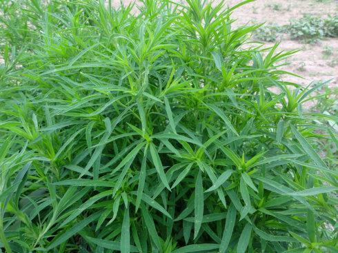 “春季适合种植哪些野菜？野菜种植的具体时间和方法有哪些
