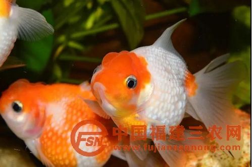 金鱼花与小金鱼， 共舞一室间的温馨