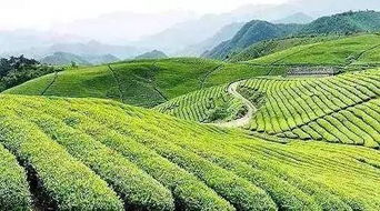 德宏茶油基地：揭秘优质茶树种植环境，助您成功种植！