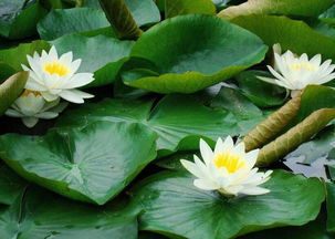 睡莲放入河里生长之谜大揭秘！