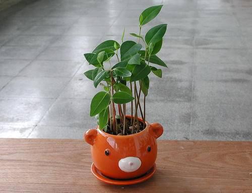 芒果种子如何种植成盆栽？需要哪些步骤