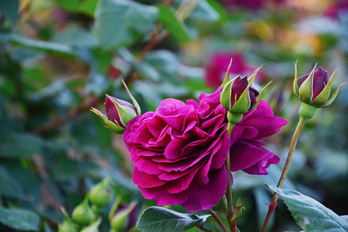 月季花垂头之谜，揭秘如何让它挺拔绽放