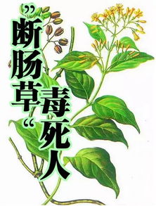 韶关花木蓝园艺新品种：粉红色豆荚花，满足您新居园艺需求！