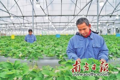 长寿花怎么养殖才能保证其健康生长