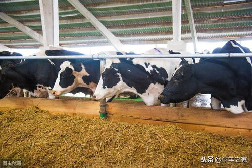 猪夏天能吃饲料吗？牛能不能吃猪饲料？猪饲料可以喂牛吗？这三种饲料对它们的健康有影响吗？