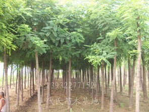 嫁接的方法和注意事项