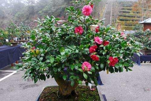 家里种茶花？为何不适宜