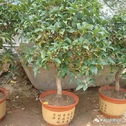 门前种桂花树，这树既美观又寓意吉祥吗