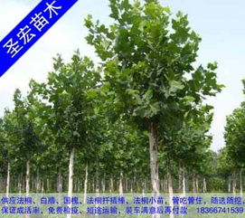 市场行情，变化莫测