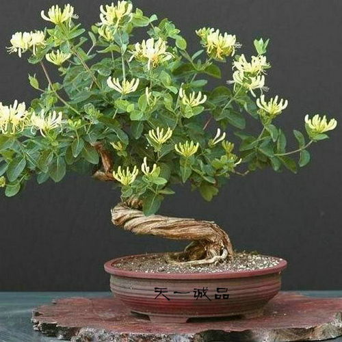 铜钱花与灌木花卉的介绍