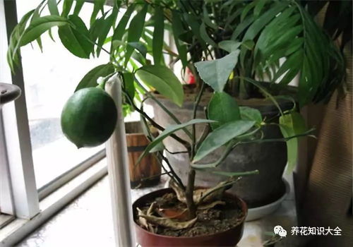 柠檬的养护要点