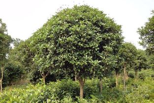 无患子树苗种植技巧：高效栽培方法揭秘