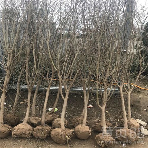 1. 病害：叶斑病