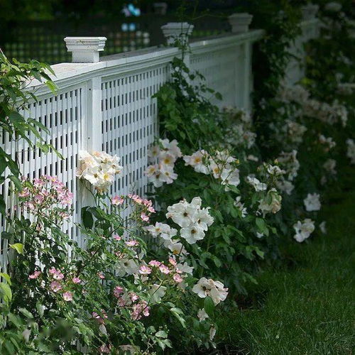 夏日围墙花之——黑眼苏珊