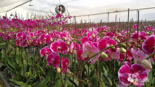 广东佛山：蝴蝶兰的新星