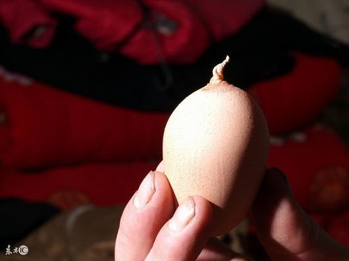 畸形蛋产生原因有哪些？畸形蛋种类及形成原因详解。