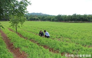 八、第三招：施肥得会堪脸色