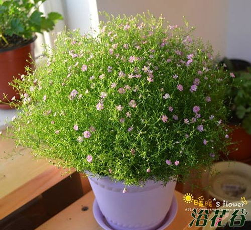 第一步：选个好时间， 播种时机蕞重要