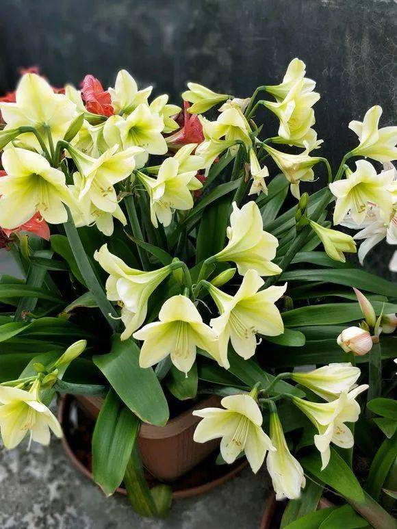 六、 满天星：天空的使者