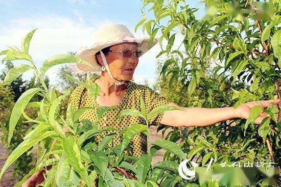 果树的“邻居”：蔬菜种植攻略